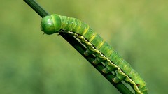 Insects caterpillars
