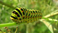 Insects caterpillars bugs