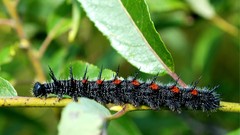 Insects caterpillars cloaks