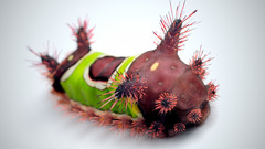 Insects caterpillars macro