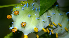 Insects caterpillars macro