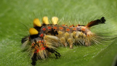 Insects caterpillars macro