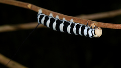 Insects caterpillars macro upside