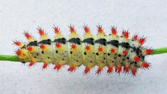 Insects caterpillars valleys