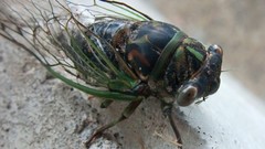 Insects cicada