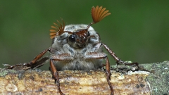 Insects cicada May Bug