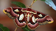 Insects depth of field