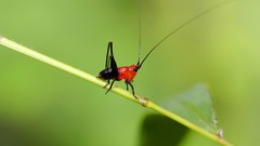 Insects depth of field