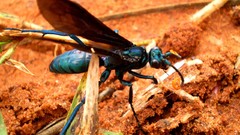 Insects digital art tarantula wasp