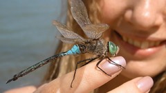 Insects Dragonflies