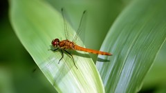 Insects Dragonflies