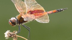 Insects Dragonflies