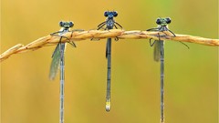 Insects Dragonflies