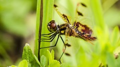 Insects Dragonflies