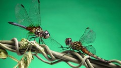 Insects Dragonflies