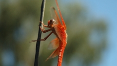 Insects Dragonflies branches