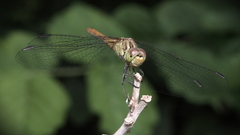 Insects dragonfly