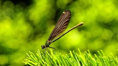 Insects dragonfly insect