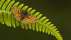 Insects Ferns Butterflies