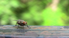 Insects fly insect macro
