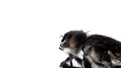 Insects fly macro insect