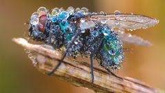 Insects fly water drops