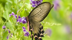 Insects grass Butterflies nature