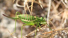 Insects grasshopper