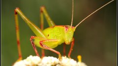 Insects grasshopper