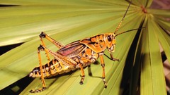 Insects grasshopper