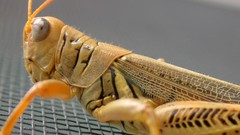 Insects grasshopper