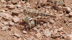 Insects grasshopper