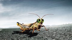 Insects grasshopper