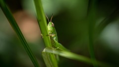 Insects grasshopper