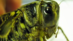Insects grasshopper