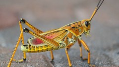 Insects grasshopper