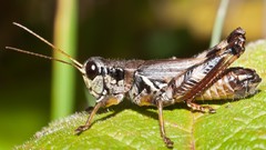 Insects grasshopper