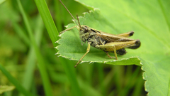 Insects grasshopper heuschrecke insect