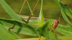 Insects grasshopper insect