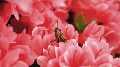 Insects grasshopper pink flowers
