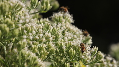 Insects hature macro insect