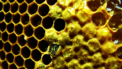Insects honeycomb bees insect