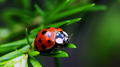 Insects ladybirds