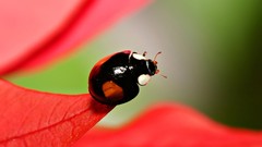 Insects ladybirds
