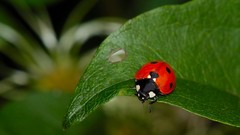 Insects ladybirds