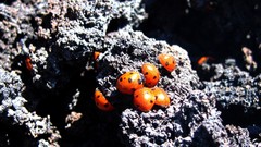 Insects ladybirds