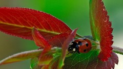 Insects ladybirds
