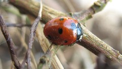 Insects ladybirds