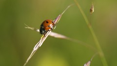 Insects ladybirds