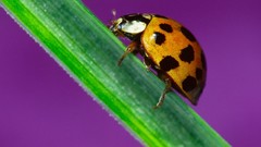 Insects ladybirds